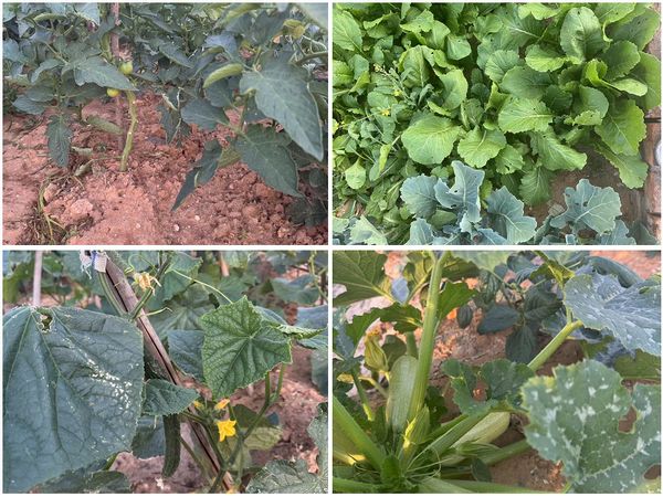 陜煤建設天工公司土建十七部黨支部:小小菜園,播種幸福感